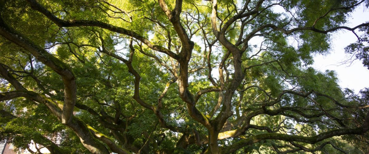 Arbre_remarquable_6